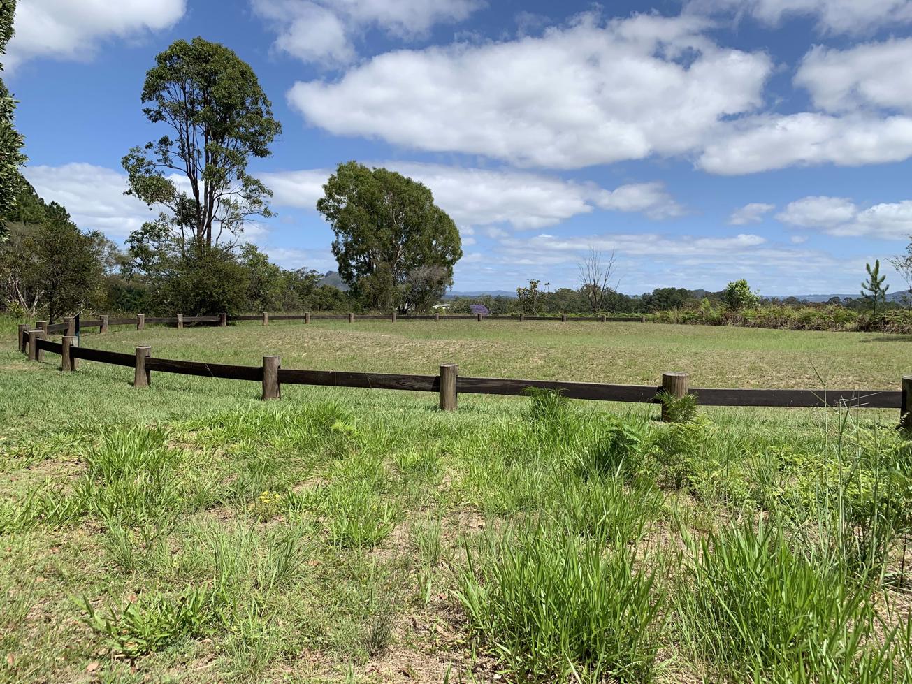 beerwah-state-forest-bora-ring-adventure-sunshine-coast